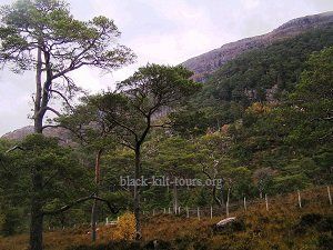 caledonian forest