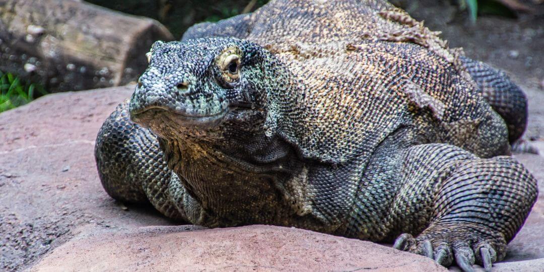 komodo dragon basking on a hot rock