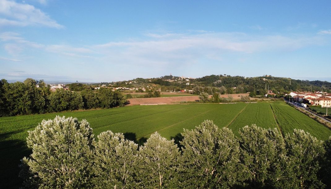 Una vista aerea di un lussureggiante campo verde con alberi in primo piano