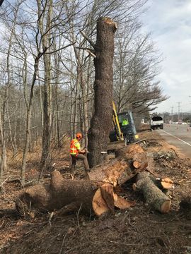 tree service York, ME
