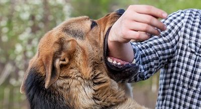 German Shepherd Bites a Man — Bay Area, CA — Law Offices of Mark R. Mittelman, P.C. German Shepherd Bites a Man — Bay Area, CA — Law Offices of Mark R. Mittelman, P.C.