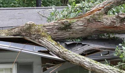 tree fallen on roof