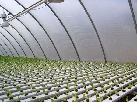 Un invernadero lleno de muchas plantas verdes.