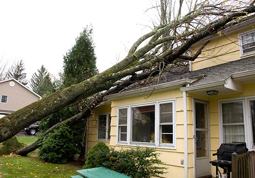 Broken Tree Limb from Storm Damage — Cornville, AZ — Badger Brothers Tree Service