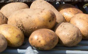 potato suppliers
