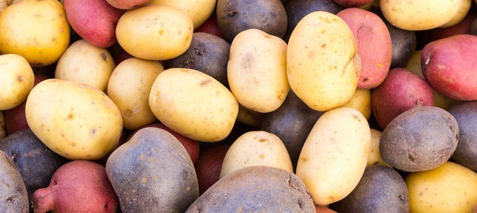potato variety