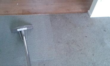 Carpet care expert cleaning in Tauranga