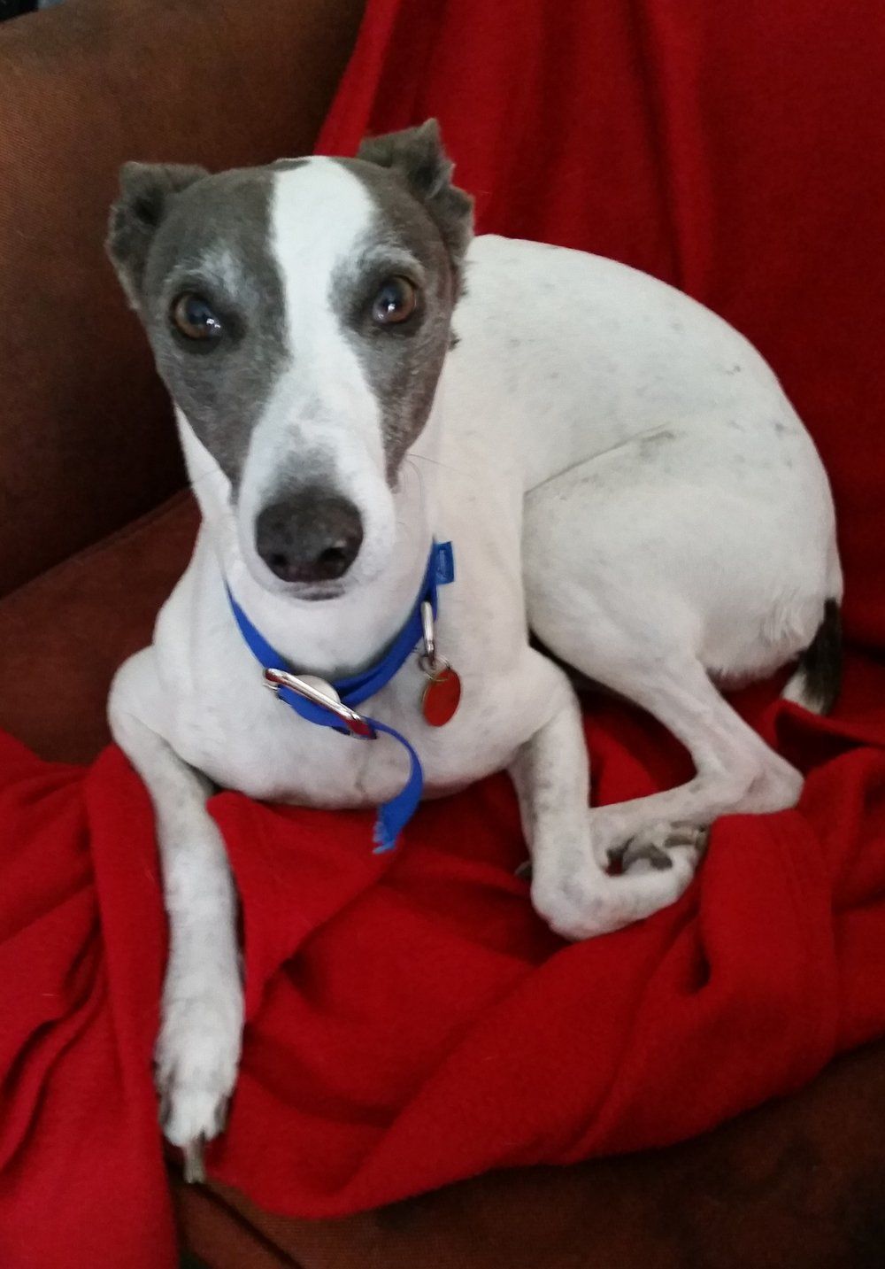 c-blog-dog