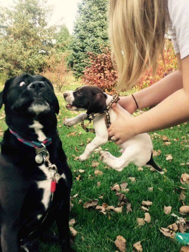 funny dog reaction to a new puppy
