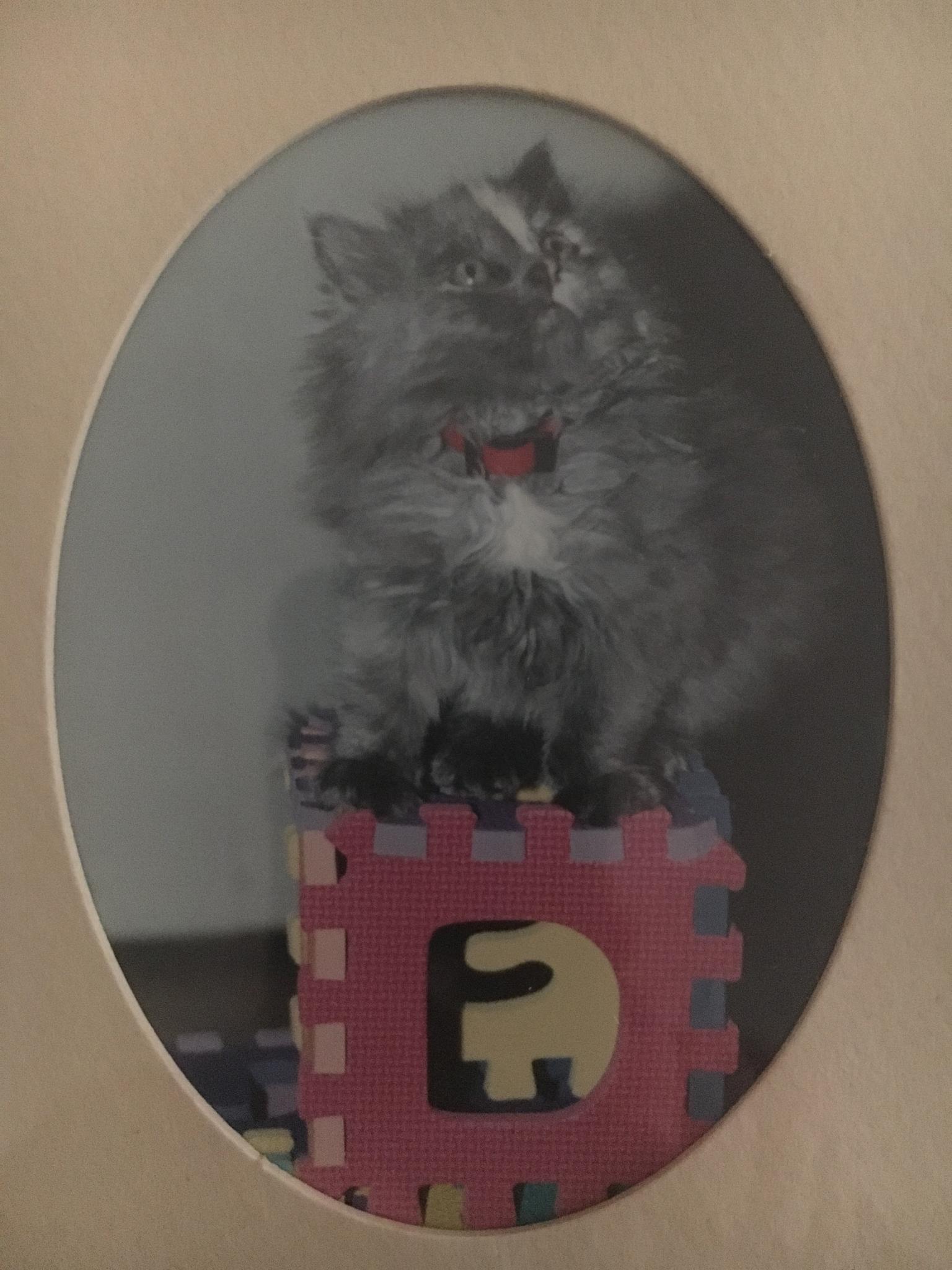 Belly's Image