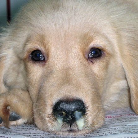 dog with discharge from nose