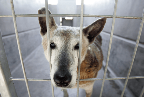 dog in cage