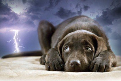 puppy scared of lightning/thunder