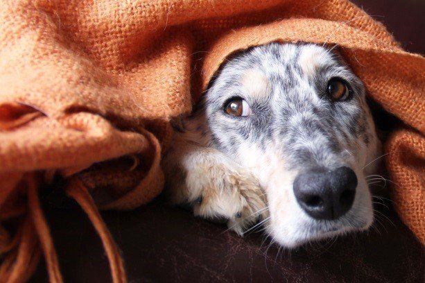dog hiding under the blanket