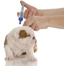puppy vaccination