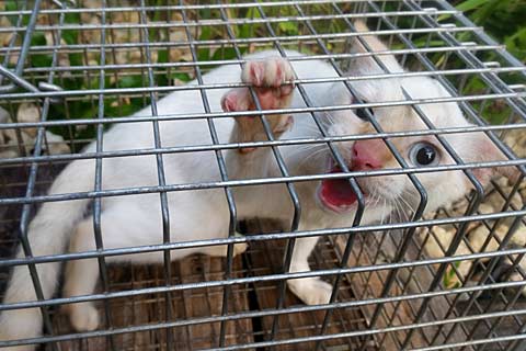 angry cat on cage