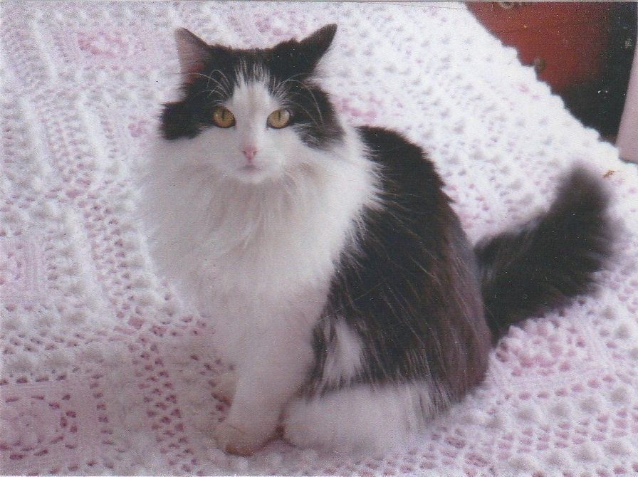 Friskie's Image