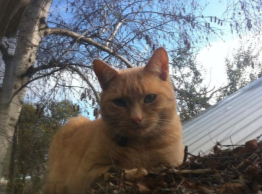 goob the cat