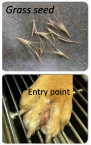 grass seeds