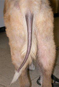 dog with tail without hair