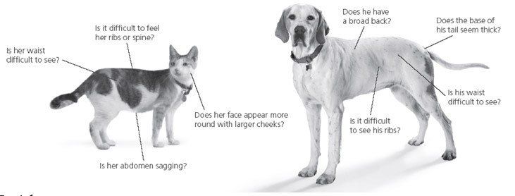 is your pet obese guide