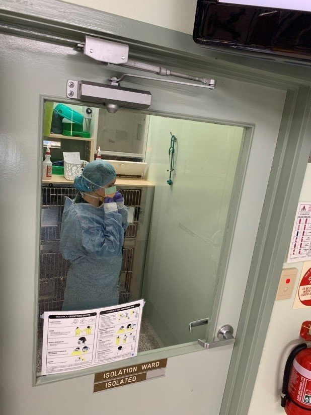 nurse kahlee gowning up to go into the isolation ward