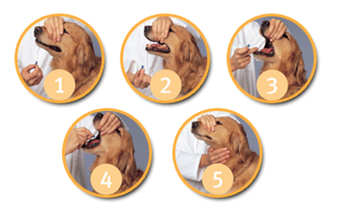procedure on how to medicate pets