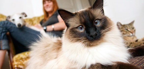 crosseyed cat