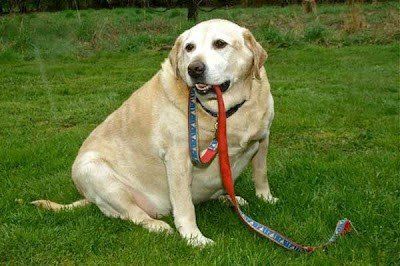 obese dog