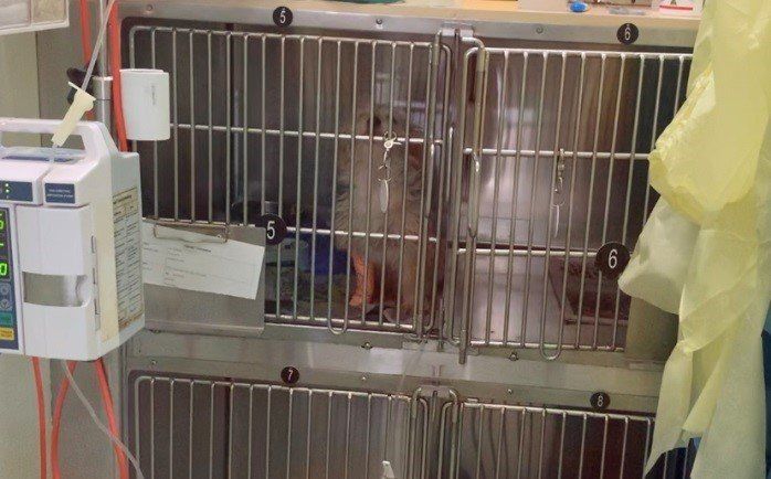 sandy in the isolation ward feeling very unwell
