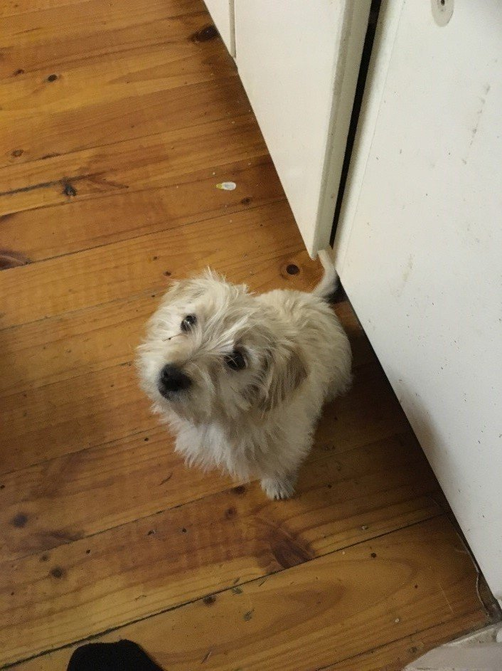 dog sitting on a wooden floor