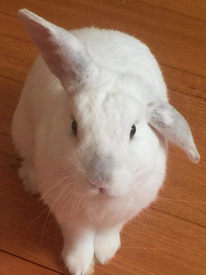 Snickers's Image