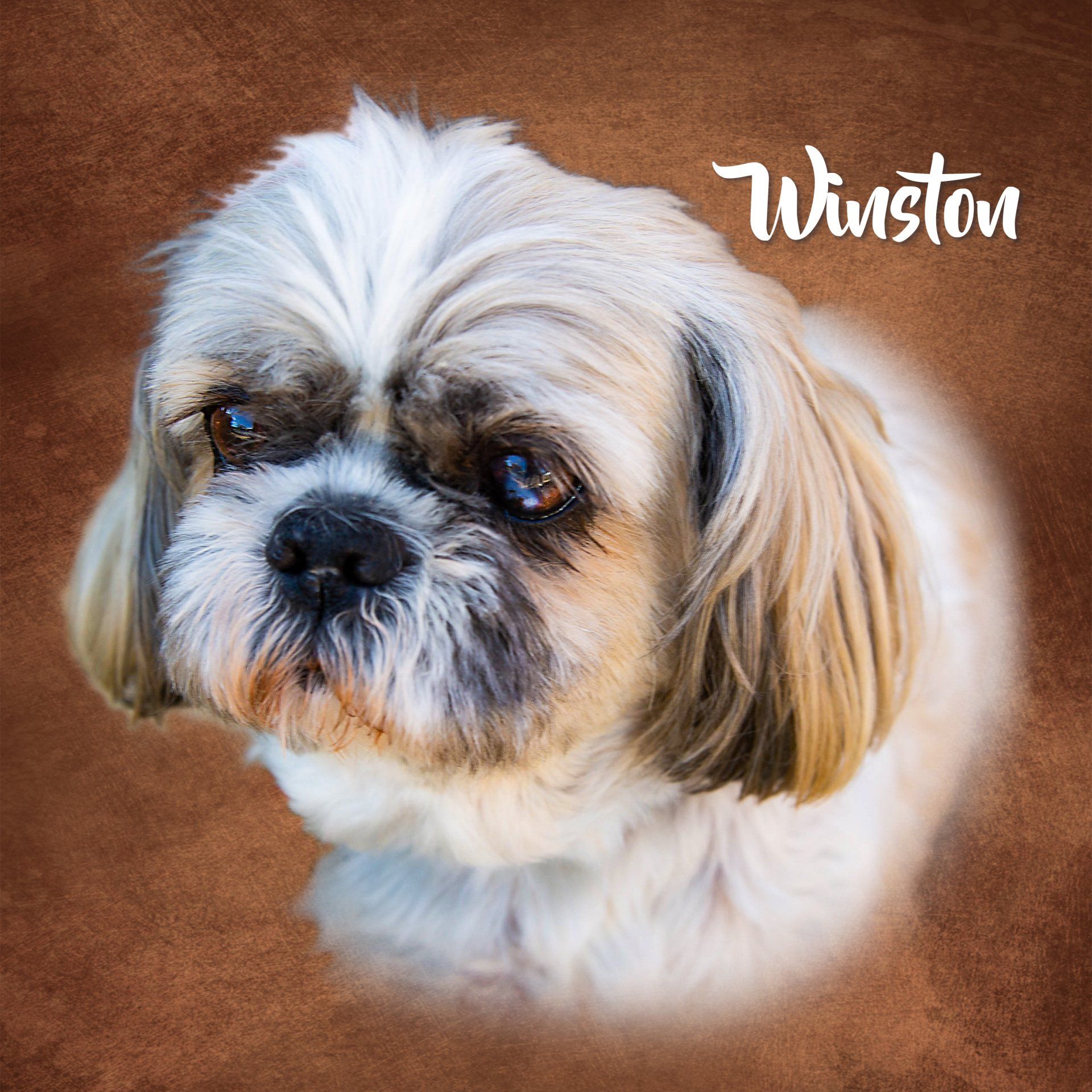 Winston