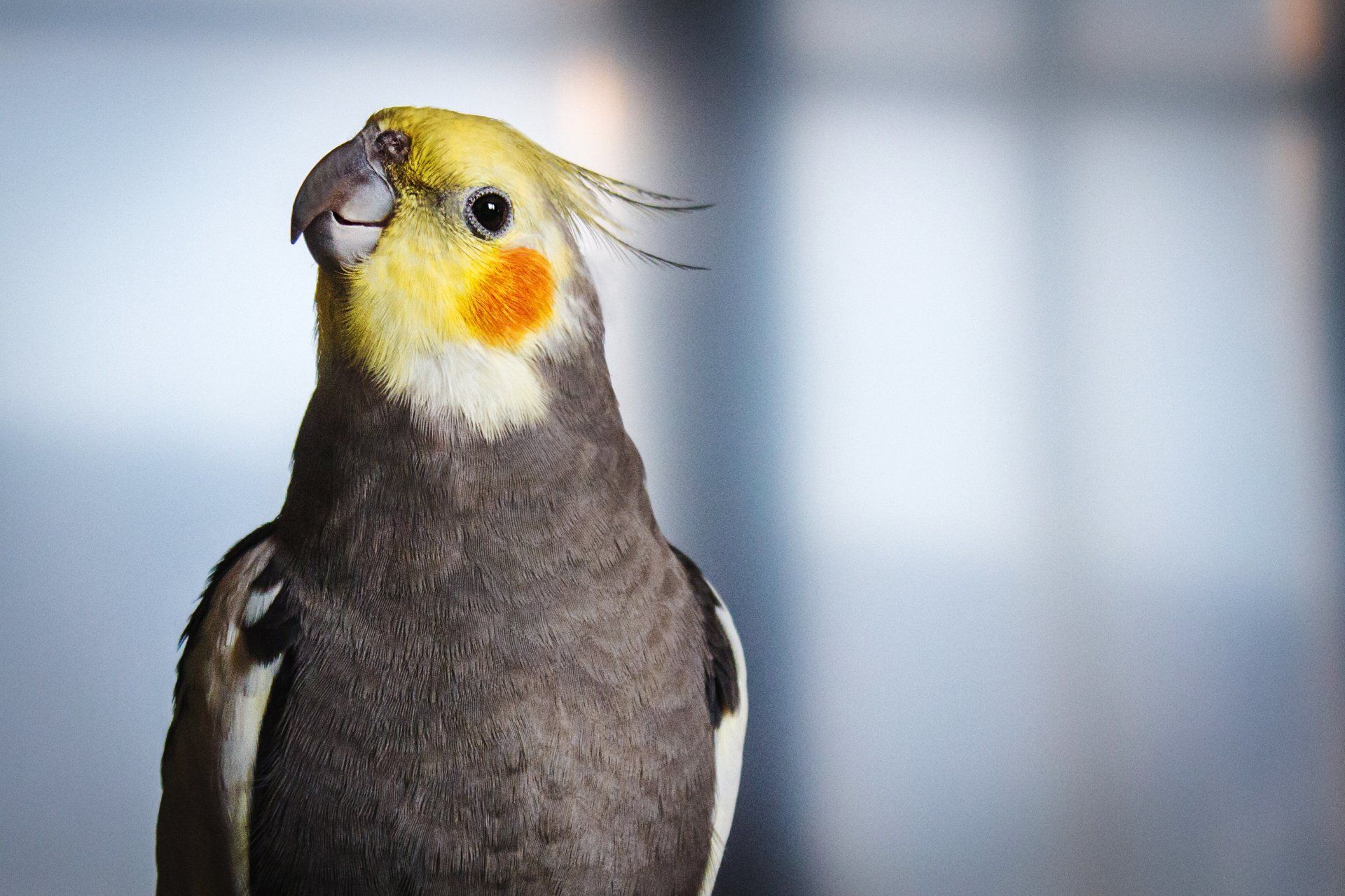 parrot