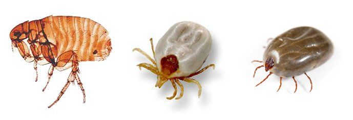 pet pests