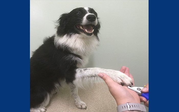 Owner with her pet dog