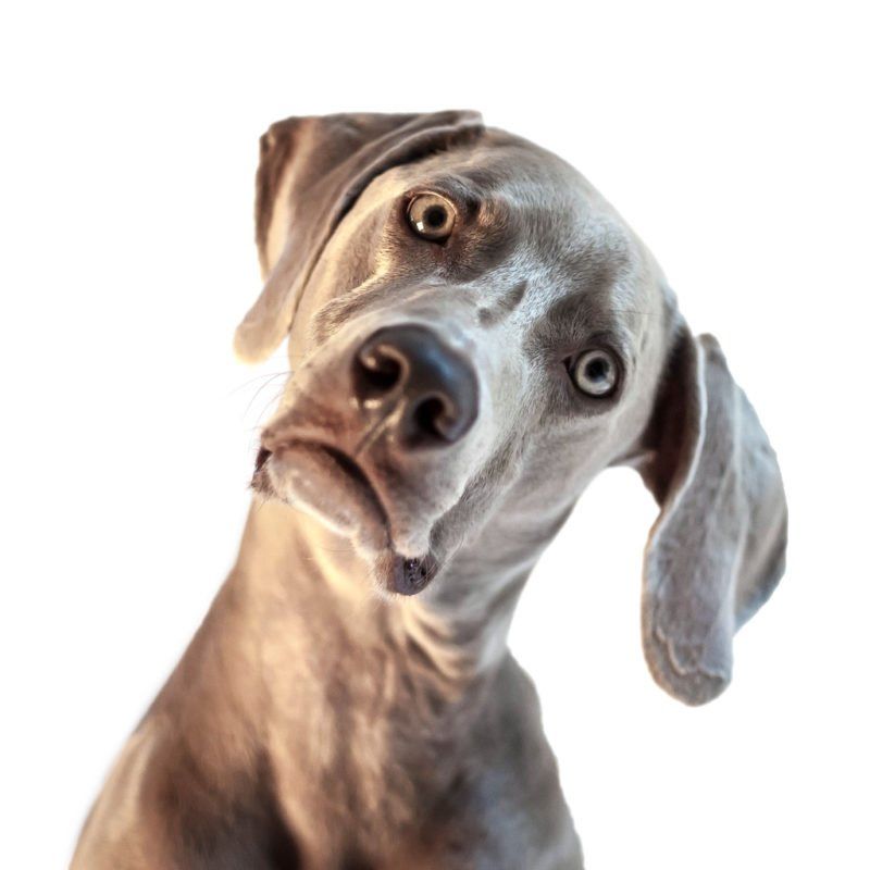 dog leaning its head