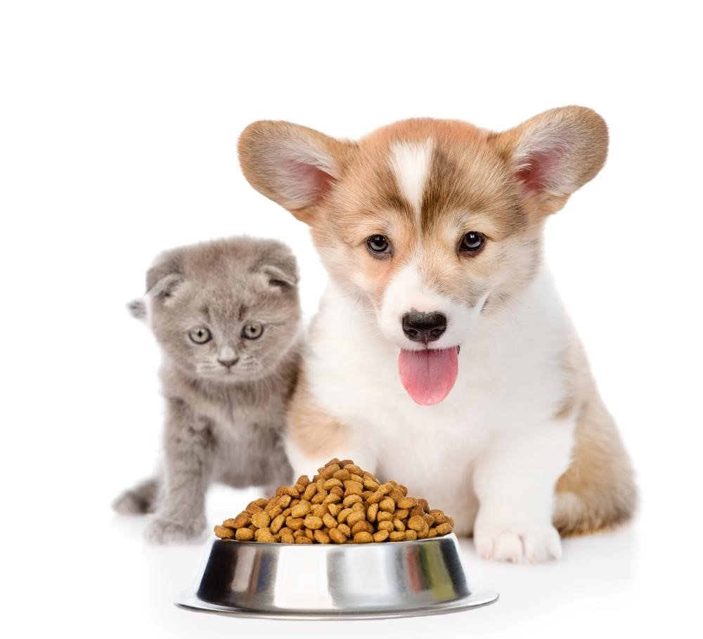 cat and corgi with food