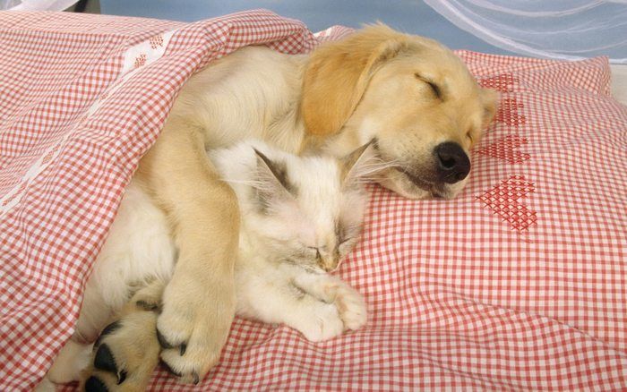 Dog Pet Insurance