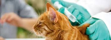 cat vaccination