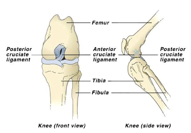 dog cruciate