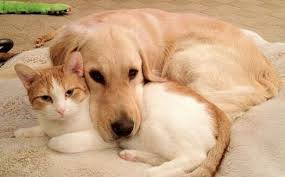 cat and dog cuddling