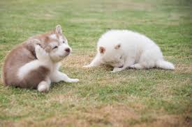 scratching dogs