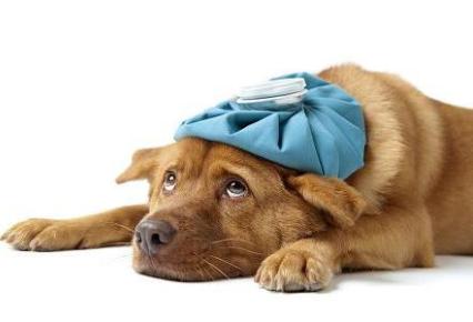 dog with cooling pad