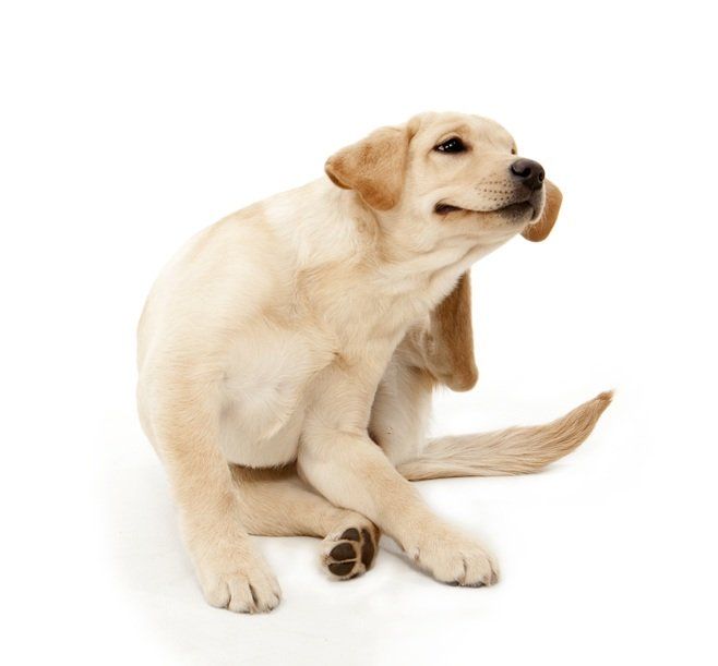Dog Scratching