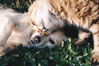 Kitten and Puppy