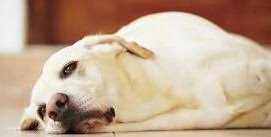 lethargic dog