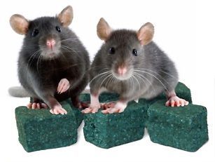 mouse and bait