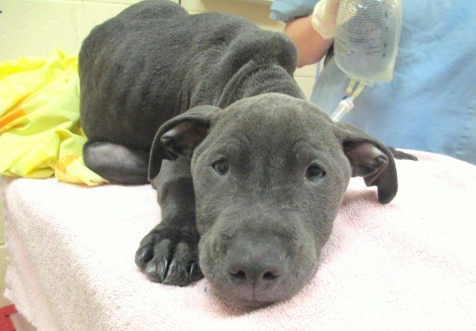 black dog