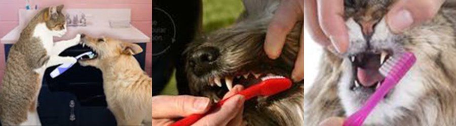 pet dental care